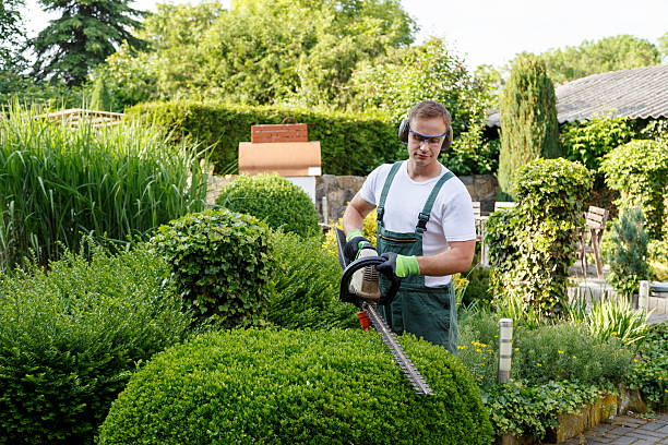 How Our Tree Care Process Works  in  Twin City, GA